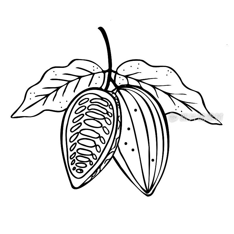 Cocoa. Hand drawn sketch Cocoa beans, leaves sketch and Cocoa tree. Organic product. Doodle sketch for café, shop, menu. Plant parts. For label, logo, emblem, symbol. Vector